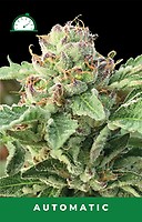 Apple Blossom Auto Feminized Seeds