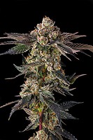 Pamellowz Feminized Seeds