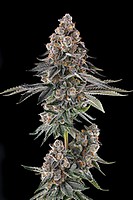 Mailbox Money Feminized Seeds