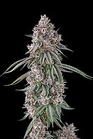 Lemon Chain Feminized Seeds