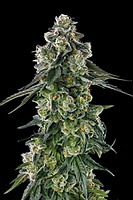 Afters Feminized Seeds