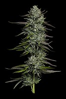 Redemption Indica Feminized Seeds