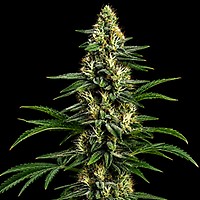 Northern Lights 99 (Brothers Grimm Collab) Feminized Seeds