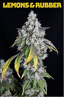 Lemons & Rubber Feminized Seeds