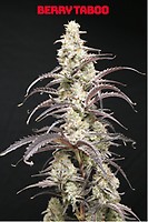 Berry Taboo Feminized Seeds
