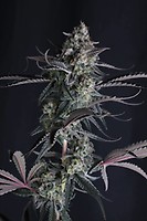 Pineapple OG Auto Feminized Seeds