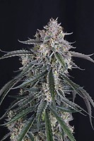 GMO Auto Feminized Seeds
