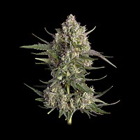 Pinecraft Feminized Seeds