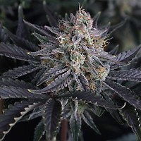 Mango Frost Auto Feminized Seeds