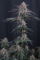 Mendo Cherry Cookies Auto Feminized Seeds