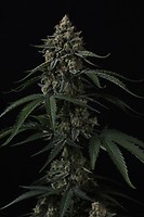 Banana Cherry Cookies Auto Feminized Seeds