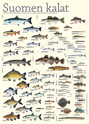 Sakke Yrjölä «Чавыча» Chinook Salmon 30x40 см постер | Happy Angler