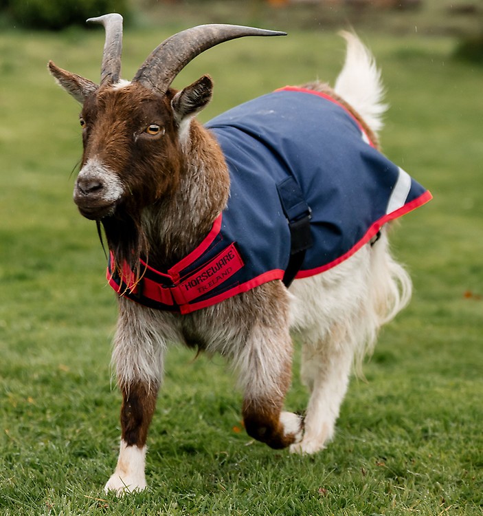 Horseware® Newmarket Goat Fleece – Horseware Ireland