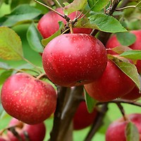 Malus domestica 'Gala' Gala-Red Gala Apple from Grandpa's Orchard