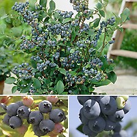 Cranberry (Vaccinium) 'Pilgrim' (1.7L Pot)