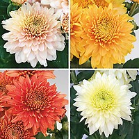 Rare Fireworks Chrysanthemum Seeds, 100 Pcs/pack - Etsy