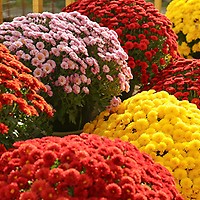 Chrysanthemum - Mastermind Toys