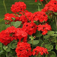 Geranium 'Fire Queen' plug x 12 | YouGarden