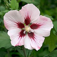 Hibiscus 'Chiffon Pink' potted 3L