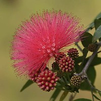 Callistemon Viminalis Neon Pink Bottle Brush – Aloha Tropicals