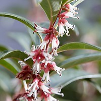 Sarcococca Wintergem 4.6L YouGarden