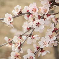Flowering Cherry 'Kanzan' 5L Pot | YouGarden Flowering Cherry 'Kanzan' 5L Pot | YouGarden