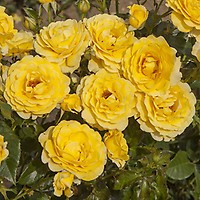 Rose 'Queen Elizabeth' (Floribunda Rose)