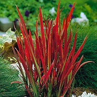 Red grass discount