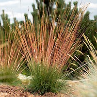 QAUZUY GARDEN Heirloom 50+ Ornamental Perennial Grass Seed - Pampas Grass -  Pink Tall Feathery Blooms, Eye-catching Plant, Easy to Grow & Low  Maintenance - Yahoo Shopping