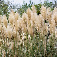 Hot Pink Pampas Grass – The House and Garden Co.