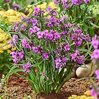 Lily's Garden - Design & Relax – Apps on Google Play