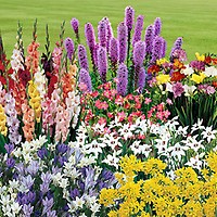 Skyscraper Lily 'Pretty Woman' 5 x Bulbs | YouGarden