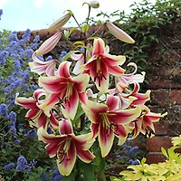 Skyscraper Lily 'Pretty Woman' 5 x Bulbs | YouGarden