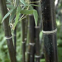 Phyllostachys nigra (Black Bamboo) 3 litre