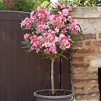 Hibiscus 'Chiffon Pink' potted 3L